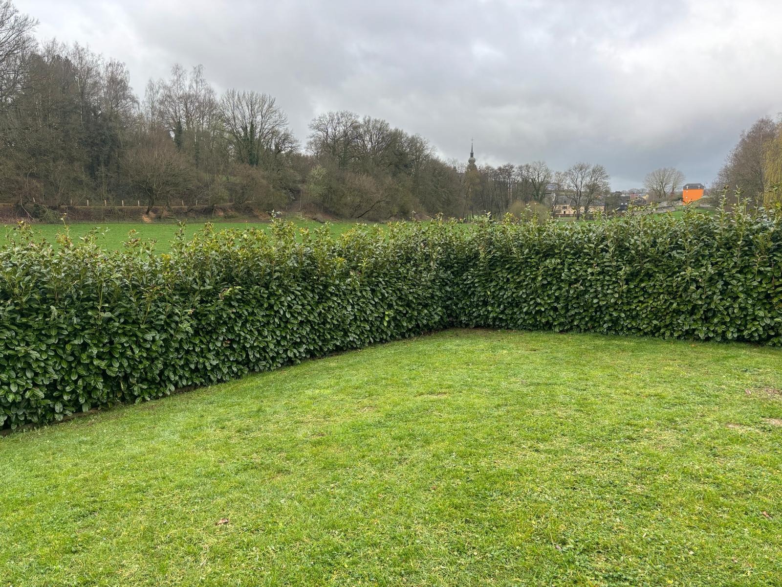 Entretien taille haie laurier jardin paris sud